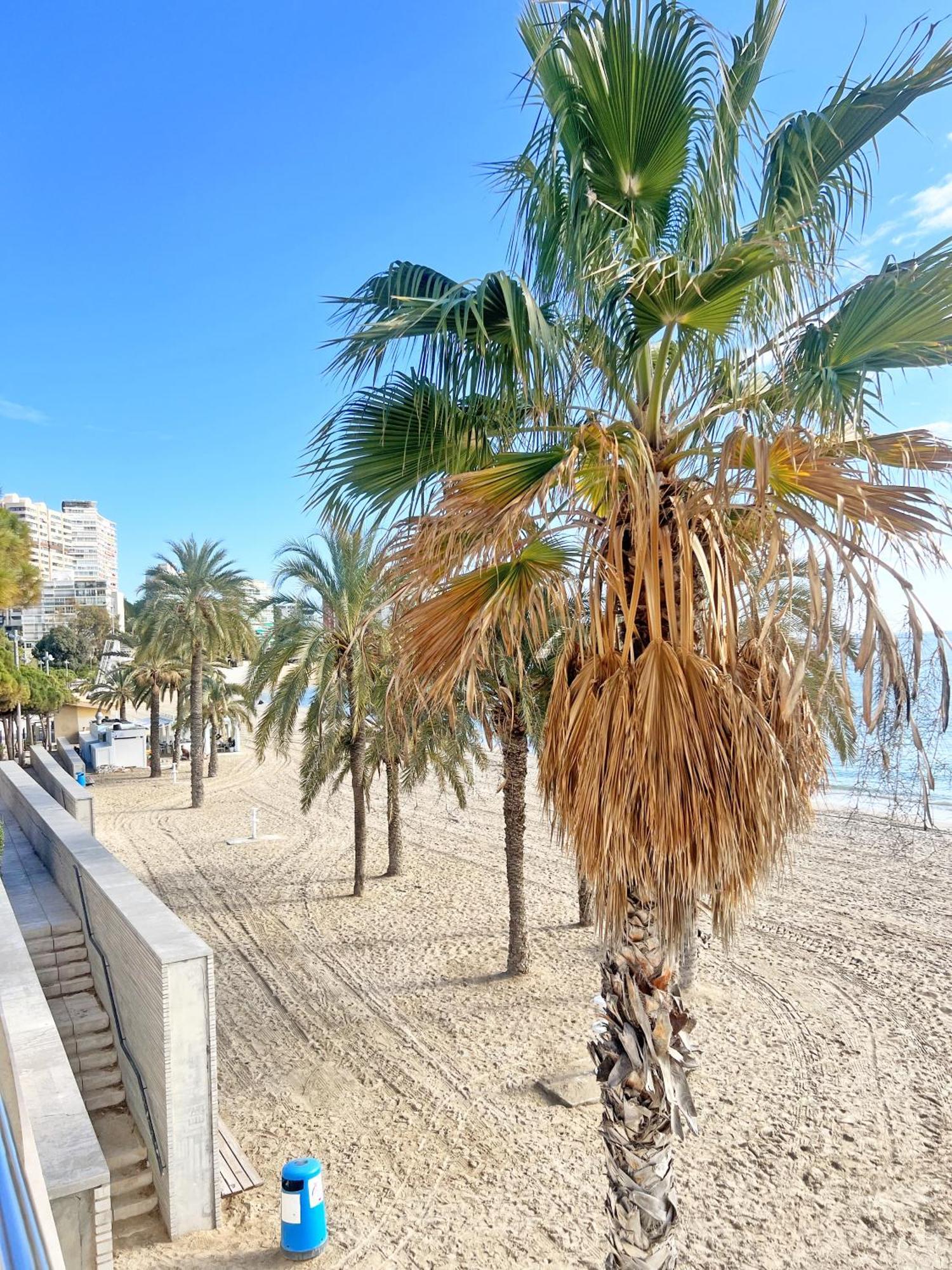阿利坎特A 100 Metros De La Playa. Parking Gratuito Privado公寓 外观 照片